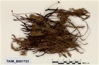 藏品(直葉金髮苔)的圖片